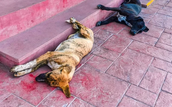 Stray dogs pets sleeps and relaxes on the street in Puerto Escondido Oaxaca Mexico.