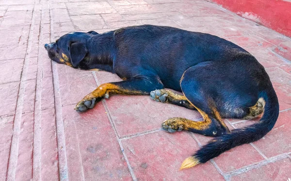 Stray Cão Pet Dorme Relaxa Rua Puerto Escondido Oaxaca México — Fotografia de Stock
