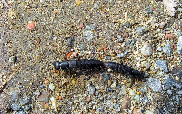 2つの昆虫が互いにくっつき 後部はループレート フィッシャーリーハーフェン漁港ブレマハーフェン ブレーメン ドイツ — ストック写真