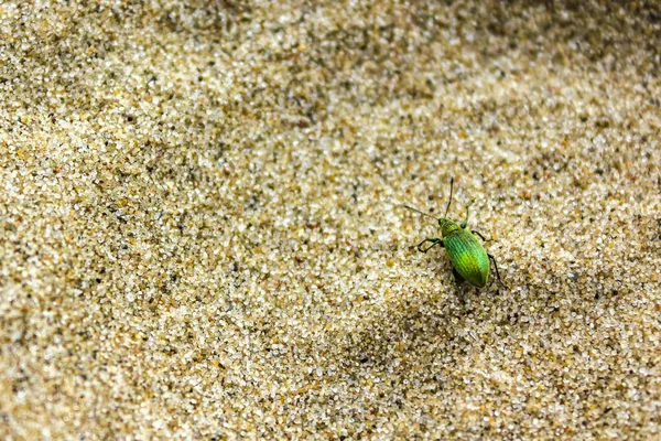 Μικρό Μεταλλικό Πράσινο Σκαθάρι Που Σέρνεται Αμμώδες Έδαφος Στο Νησί — Φωτογραφία Αρχείου