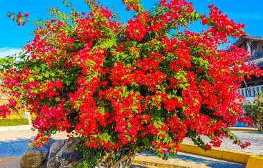 Zicatela Puerto Escondido Oaxaca Meksika 'da arka planda güzel begonviller kırmızı ve pembe çiçekler ve çiçekler.