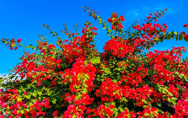 Красные Розовые Цветы Басы Заднем Плане Зикателе Пуэрто Эскондидо Оахака — стоковое фото