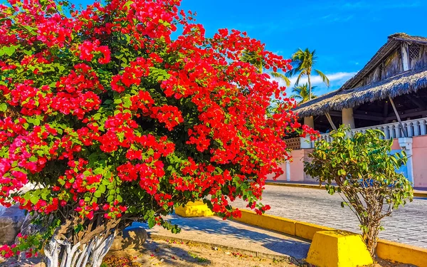 Mooie Bougainvillea Rode Roze Bloemen Bloesems Achtergrond Zicatela Puerto Escondido — Stockfoto