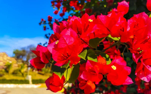 Красные Розовые Цветы Басы Заднем Плане Зикателе Пуэрто Эскондидо Оахака — стоковое фото