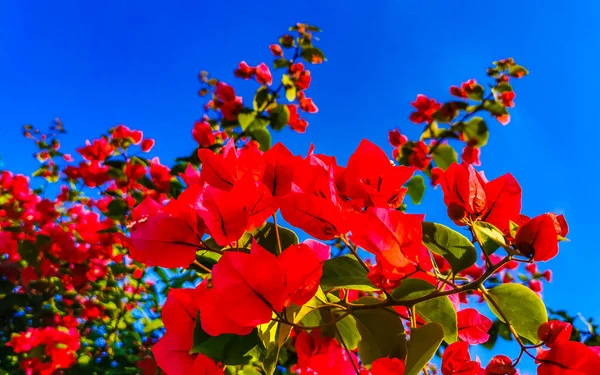 Όμορφη Μπουκαμβίλιες Κόκκινο Και Ροζ Λουλούδια Και Άνθη Στο Παρασκήνιο — Φωτογραφία Αρχείου