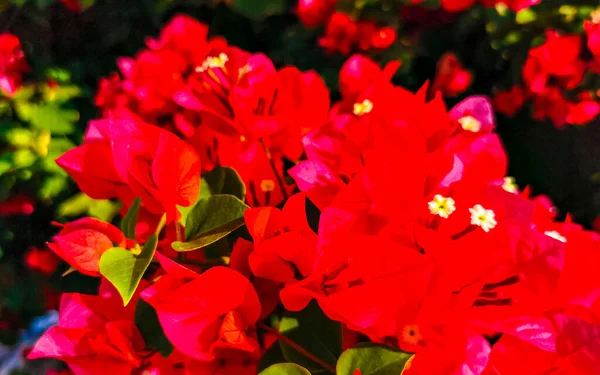 Hermosas Flores Flores Rojas Rosas Buganvillas Fondo Zicatela Puerto Escondido —  Fotos de Stock