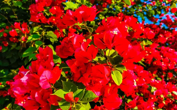 Piękne Bougainvillea Czerwone Różowe Kwiaty Kwiaty Tle Zicatela Puerto Escondido — Zdjęcie stockowe
