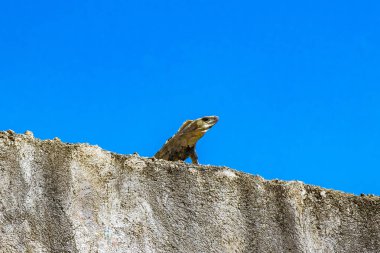 Meksika iguanası, Playa del Carmen Quintana Roo Mexico 'da mavi gökyüzü olan bir duvar kayasında uzanıyor..