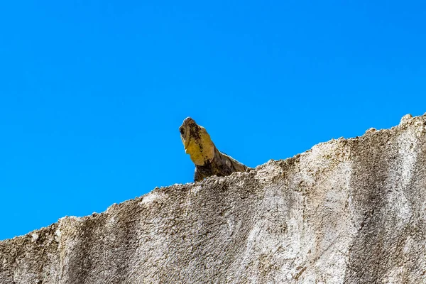 stock image Mexican iguana lies on a wall rock with blue sky in nature in Playa del Carmen Quintana Roo Mexico.