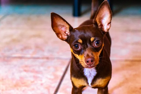 Portrait Mexican Brown Playful Russian Toy Terrier Dog While Playing — Stock fotografie