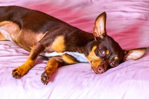 Портрет Мексиканской Коричневой Русской Игрушечной Терьер Собаки Пока Устал Спит — стоковое фото