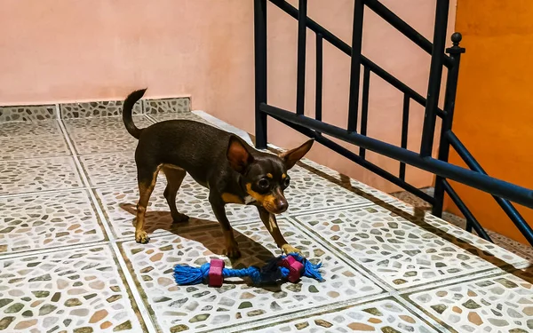 Portrait Mexican Brown Playful Russian Toy Terrier Dog While Playing — Fotografia de Stock