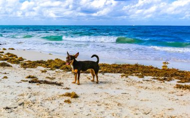 Meksikalı sevimli, sevimli, kahverengi Rus oyuncak teriyer köpeği Playa del Carmen Quintana Roo Meksika 'daki Sargazo Seagrass plajında küçük bir sopayla oynamak istiyor..