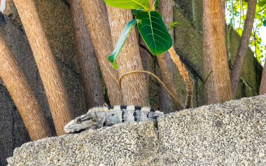Meksika iguanası, Playa del Carmen Quintana Roo Mexico 'da mavi gökyüzü olan bir duvar kayasında uzanıyor..