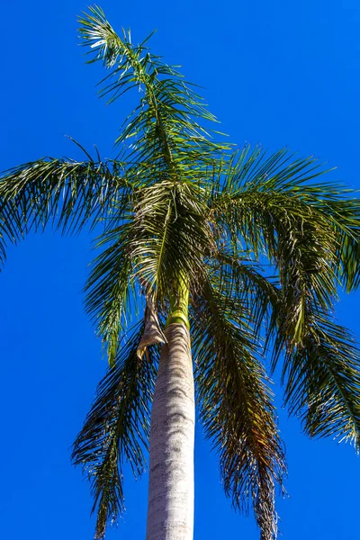 Тропические Натуральные Мексиканские Пальмы Пальмы Кокосами Голубым Небом Плайя Дель — стоковое фото