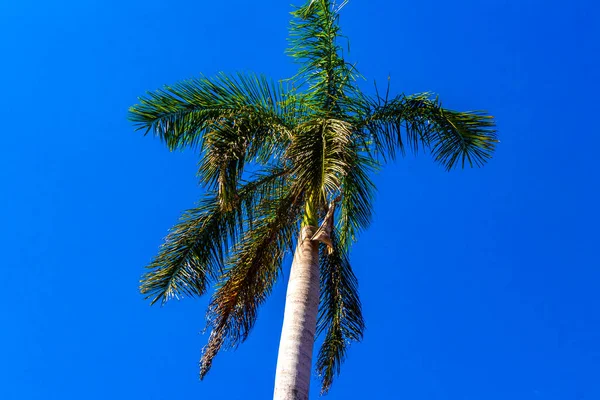 Tropische Natuurlijke Mexicaanse Palmen Palmbomen Met Kokosnoten Blauwe Lucht Achtergrond — Stockfoto