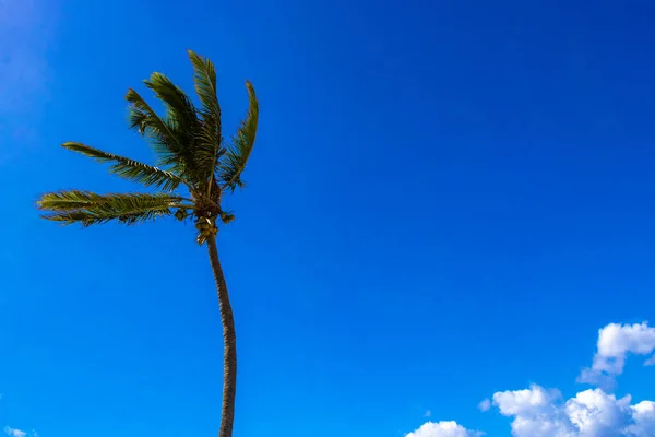 Palmiers Mexicains Naturels Tropicaux Palmiers Avec Noix Coco Fond Bleu — Photo