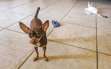 Portrait of a Mexican brown playful russian toy terrier dog while playing looking lovely and cute in the camera in Playa del Carmen Mexico.