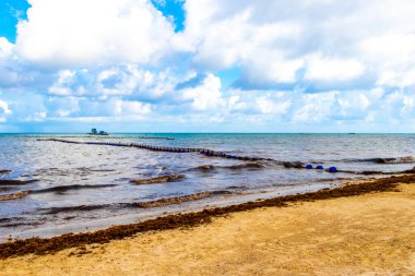 Tropical Caribbean beach landscape panorama with clear turquoise blue water and seaweed sargazo in Playa del Carmen Mexico.