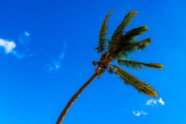 Playa del Carmen Quintana Roo Meksika 'da Hindistan cevizi ve mavi gökyüzü geçmişi olan tropik doğal Meksika palmiyeleri..