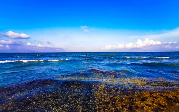 Tropical Caribbean Beach Landscape Panorama Clear Turquoise Blue Water Seaweed — Foto Stock