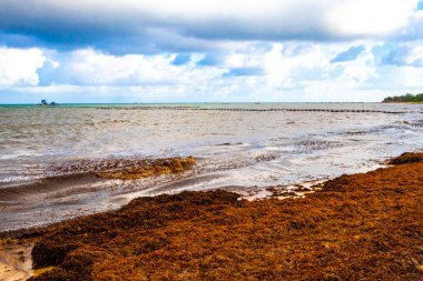 The beautiful Caribbean beach totally filthy and dirty the nasty seaweed sargazo problem in Playa del Carmen Quintana Roo Mexico.