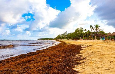 The beautiful Caribbean beach totally filthy and dirty the nasty seaweed sargazo problem in Playa del Carmen Quintana Roo Mexico.