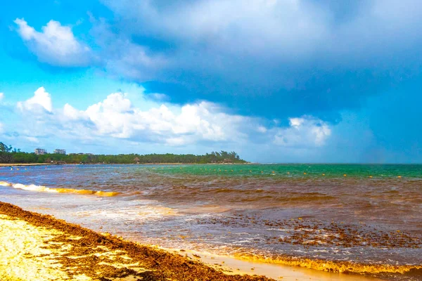 Tropical Caribbean Beach Landscape Panorama Clear Turquoise Blue Water Seaweed — 스톡 사진