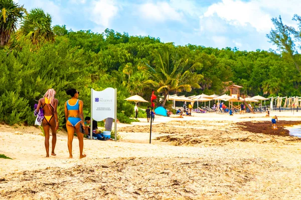 Tropical Caribbean Beach Landscape Panorama Clear Turquoise Blue Water Seaweed — Fotografia de Stock