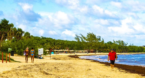 Tropical Caribbean beach landscape panorama with clear turquoise blue water and seaweed sargazo in Playa del Carmen Mexico.