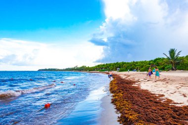The beautiful Caribbean beach totally filthy and dirty the nasty seaweed sargazo problem in Playa del Carmen Quintana Roo Mexico.