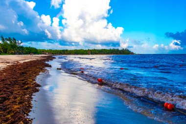 Tropical Caribbean beach landscape panorama with clear turquoise blue water and seaweed sargazo in Playa del Carmen Mexico.