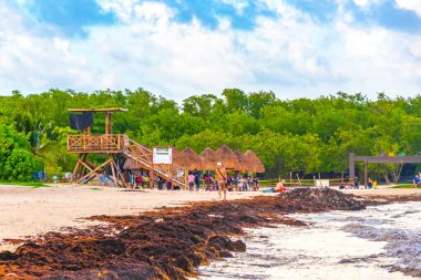 The beautiful Caribbean beach totally filthy and dirty the nasty seaweed sargazo problem in Playa del Carmen Quintana Roo Mexico.