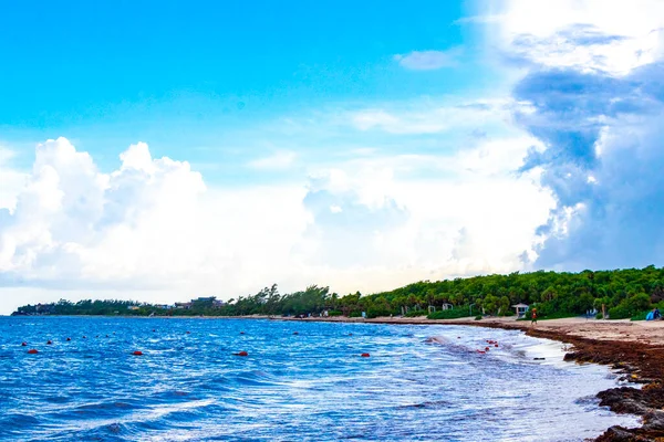 Tropical Caribbean beach landscape panorama with clear turquoise blue water and seaweed sargazo in Playa del Carmen Mexico.