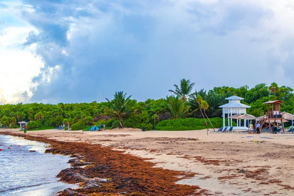 Beautiful Caribbean Beach Totally Filthy Dirty Nasty Seaweed Sargazo Problem — Stockfoto