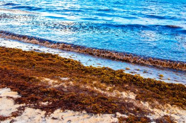 The beautiful Caribbean beach totally filthy and dirty the nasty seaweed sargazo problem in Playa del Carmen Quintana Roo Mexico.