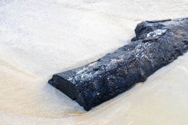 Beautiful Caribbean beach with washed up tree trunk wood branch in Playa del Carmen Quintana Roo Mexico.