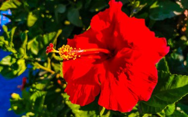 Kırmızı güzel çiçek çiçekleri Zicatela Puerto Escondido Oaxaca Meksika 'daki çalı ağacı.