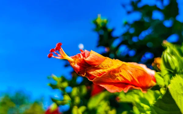 Vermelho Bonito Hibisco Flor Flores Arbusto Árvore Planta Zicatela Puerto — Fotografia de Stock