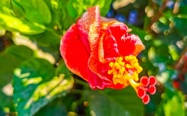 Flor Hibisco Hermosa Roja Flores Arbusto Planta Zicatela Puerto Escondido — Foto de Stock
