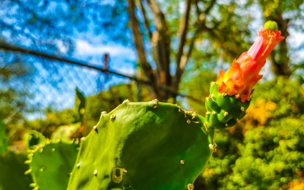 Tropikalny Meksykański Kaktusy Kaktusy Kwiatami Kwiat Kwiaty Dżungla Rośliny Drzewa — Zdjęcie stockowe