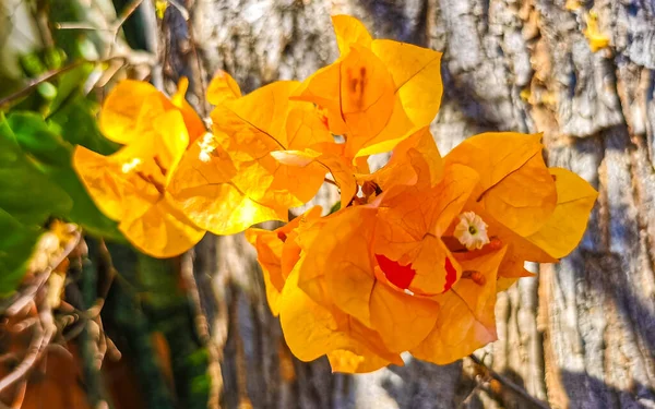 Stock image Beautiful bougainvillea orange and yellow flowers and blossoms in background in Zicatela Puerto Escondido Oaxaca Mexico.