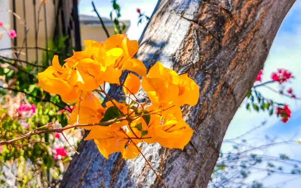 Оранжевые Желтые Цветы Басы Заднем Плане Зикателе Пуэрто Эскондидо Оахака — стоковое фото