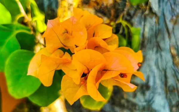 Krásné Bougainvillea Oranžové Žluté Květy Květy Pozadí Zicatela Puerto Escondido — Stock fotografie