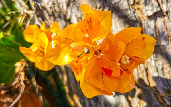 Оранжевые Желтые Цветы Басы Заднем Плане Зикателе Пуэрто Эскондидо Оахака — стоковое фото