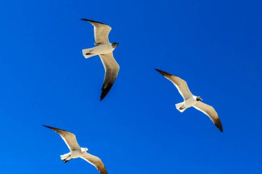 Uçan martı kuşları. Mavi gökyüzü arka planı ve bulutları olan kuşlar. Playa del Carmen Quintana Roo Mexico 'da..