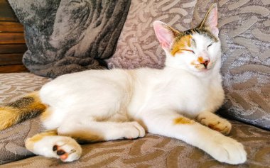 Beyaz sevimli kedi yorgun ve Meksika 'da kanepede uyuyor..