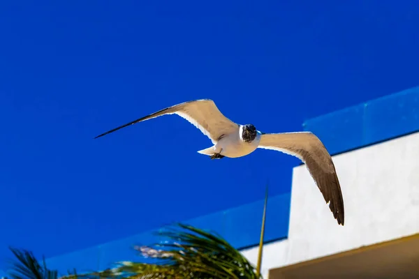 Flying Seagull Bird Seagulls Birds Blue Sky Background Clouds Palms — Stock Photo, Image