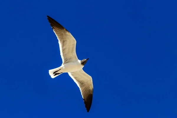 Flygande Mås Fågel Måsar Fåglar Med Blå Himmel Bakgrund Och — Stockfoto