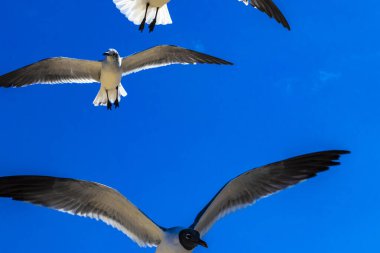 Uçan martı kuşları. Mavi gökyüzü arka planı ve bulutları olan kuşlar. Playa del Carmen Quintana Roo Mexico 'da..